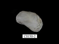 藏品(青鬍魁蛤)的圖片